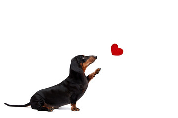 One brown dachshund sits on a white background with a raised paw and sends a heart. Place for...
