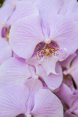 Closeup purple orchid flower, nature background, vertical style