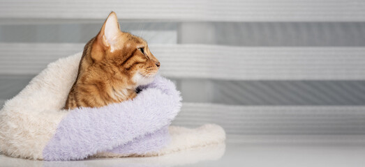 A cute cat wrapped in a knitted sweater lies at home.