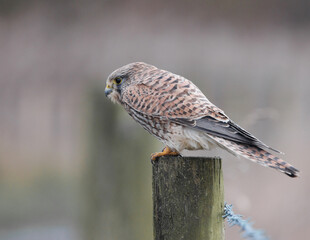 Kestrel sat on a post bird of prey