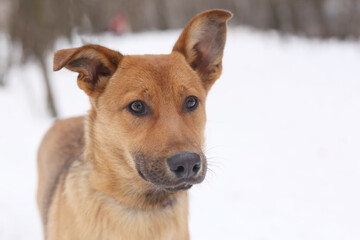 fawn dog closeup photo on snowy white background