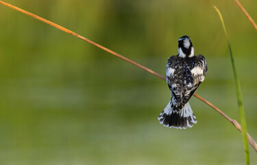 Pied kingfisher, pied kingfisher on a branch perched ceryle rudis
