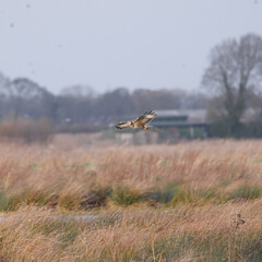 Marsh harrier in flight over a marsh