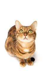 Bengal cat sitting in full growth on a white background.