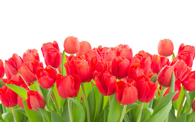 fresh red tulip flowers - Powered by Adobe