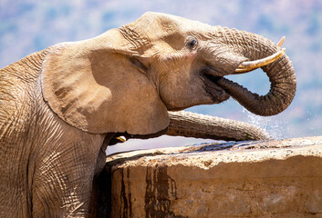 African elephants are the largest animals walking the Earth. Their herds wander through 37...