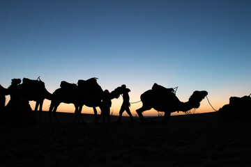 camellos en el amanecer