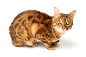 Bengal cat sitting in full growth on a white background.