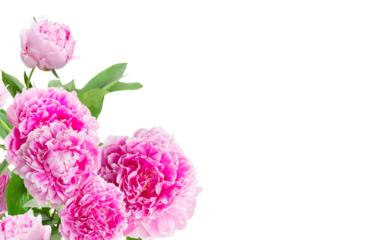 pink   peonies border