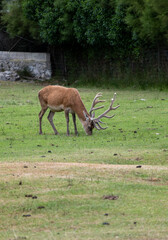 Young deer close up with small horns in a field of grass, looking like bambi.