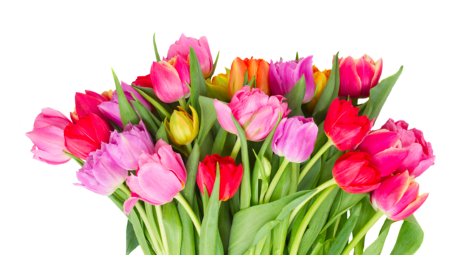 bouquet of  pink, purple and red  tulips
