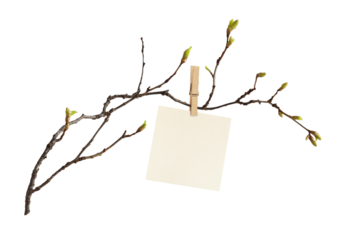 The first spring shoots on an empty branch with sheet of paper for text with wooden pin isolated on white or transparent background