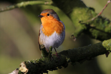 A Robin bird playing in the snow at a Nature Reserve. This photo was taken at a Reserve in Preston.