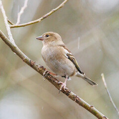 female chaffinch perched on a branch