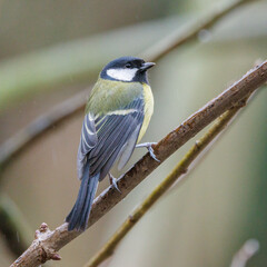 Great tit perched on a branch