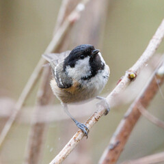 Coal tit perched on a branch