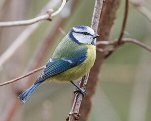 Blue tit perched on a branch