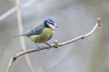 Blue tit perched on a branch