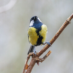Great tit perched on a branch