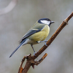 Great tit perched on a branch