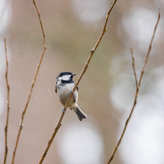 Coal tit perched on a branch