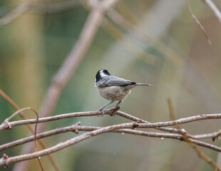 Coal tit perched on a branch