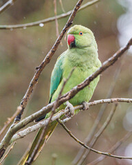ring necked parakeet perched on a branch