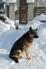 House in winter sunny morning and pets