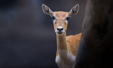 close up of a impala