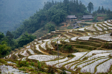 Flooded rice terraces of Sapa in the winter
