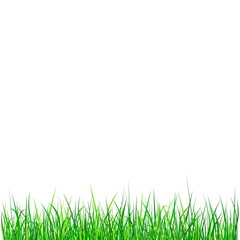 Fototapeta premium Grass Background