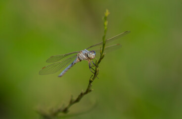 Dragonfly on a branch wings spread, with green background
