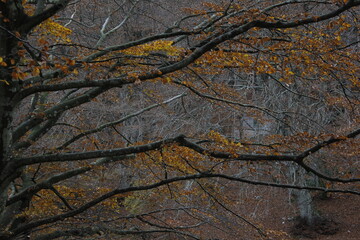 autunno sul monte cucco