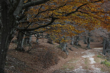 autunno sul monte cucco