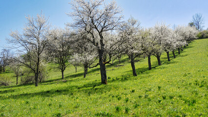 Streuobstwiese am Wurmlinger Kapellenwegle