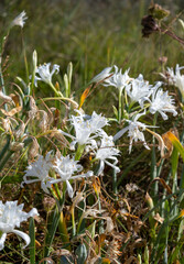 White flowers in the wild high grass