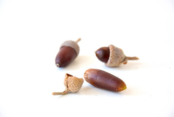 acorns on a white background