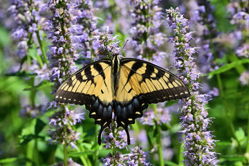 Tiger Swallowtail on Lavender
