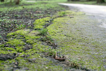 Old asphalt covered with green moss