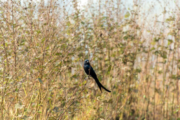 Black Finge bird bird in a forest bush