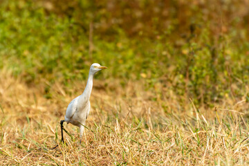 Fototapeta premium White heron finding victim in a forest bush.