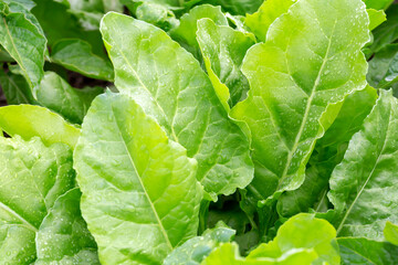 Large wet fresh beet leaves