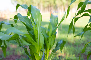 Corn plant is emerging in the garden with a drip irrigation system.