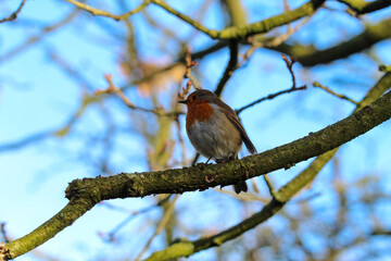 A Robin bird playing in the snow at a Nature Reserve. This photo was taken at a Reserve in Preston.