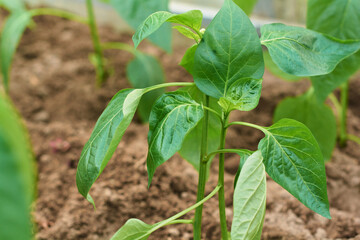 Green sapling of bell pepper planted in a greenhouse. Household farming, gardening, farming or spring concept. Food crisis idea. Curse the background. Zero waste, plastic free, earth day. Copy space.