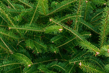 Christmas tree branches. Xmas border of Christmas tree branches. Xmas border of green branch of pine. Pattern green pine branches, spruce branch. Banner. Flat lay, top view