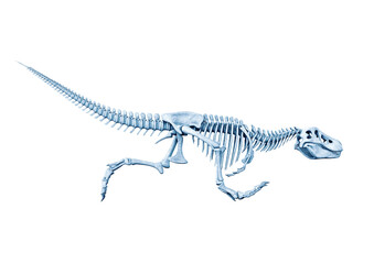tyrannosaurus skeleton is running crouch in white background
