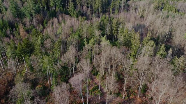 Aerial view of a mixed forest with conifer, dead and bare trees