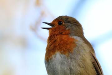 A stunning animal portrait of a Robin with their beak wide open and singing away. This photo was taken at Longton Nature Reserve in Preston, United Kingdom.