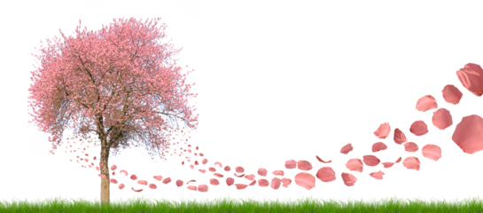 cherry tree spring panorama fly blossoms